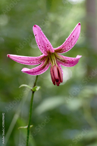 Martagon lily  Lilium martagon  flower closeup vertical