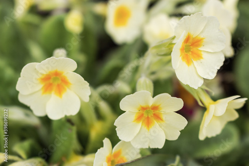 Primula is a genus of mainly herbaceous flowering plants in the family Primulaceae.