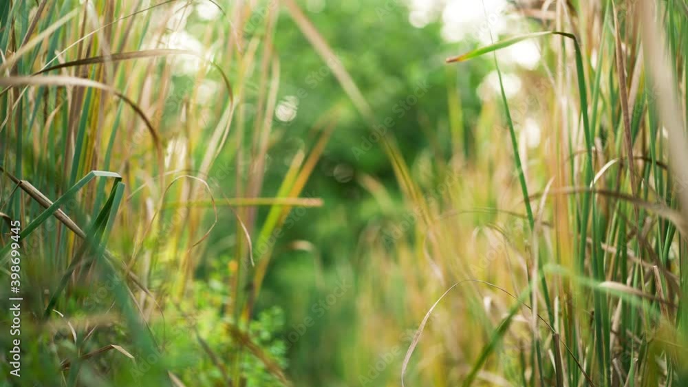 Cattail leaves gently sway and bounce in the breeze. Relaxing green background video. Cattail leaves gently sway and bounce in the breeze. Relaxing green background video.