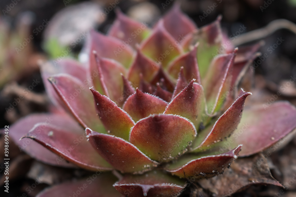 Sempervivum is a genus of about 40 species of flowering plants in the family Crassulaceae, commonly known as houseleeks. Other common names include liveforever and hen and chicks. Sempervivum is a genus of about 40 species of flowering plants in the family Crassulaceae, commonly known as houseleeks. Other common names include liveforever and hen and chicks.