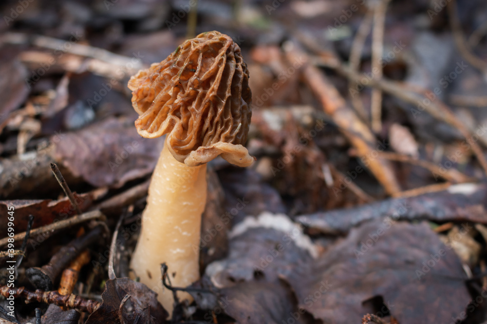 Verpa bohemica is a species of fungus in the family Morchellaceae. Commonly known as the early morel (or early false morel) or the wrinkled thimble-cap. Verpa bohemica is a species of fungus in the family Morchellaceae. Commonly known as the early morel (or early false morel) or the wrinkled thimble-cap.