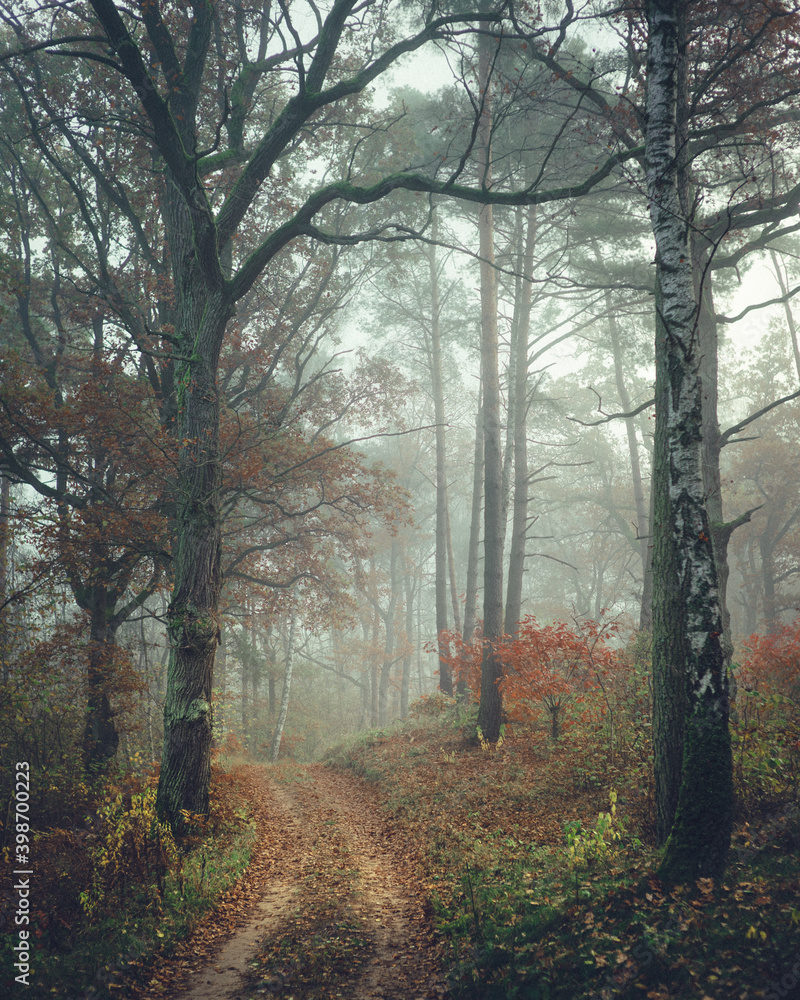Leśna droga w mglisty poranek - obrazy, fototapety, plakaty 