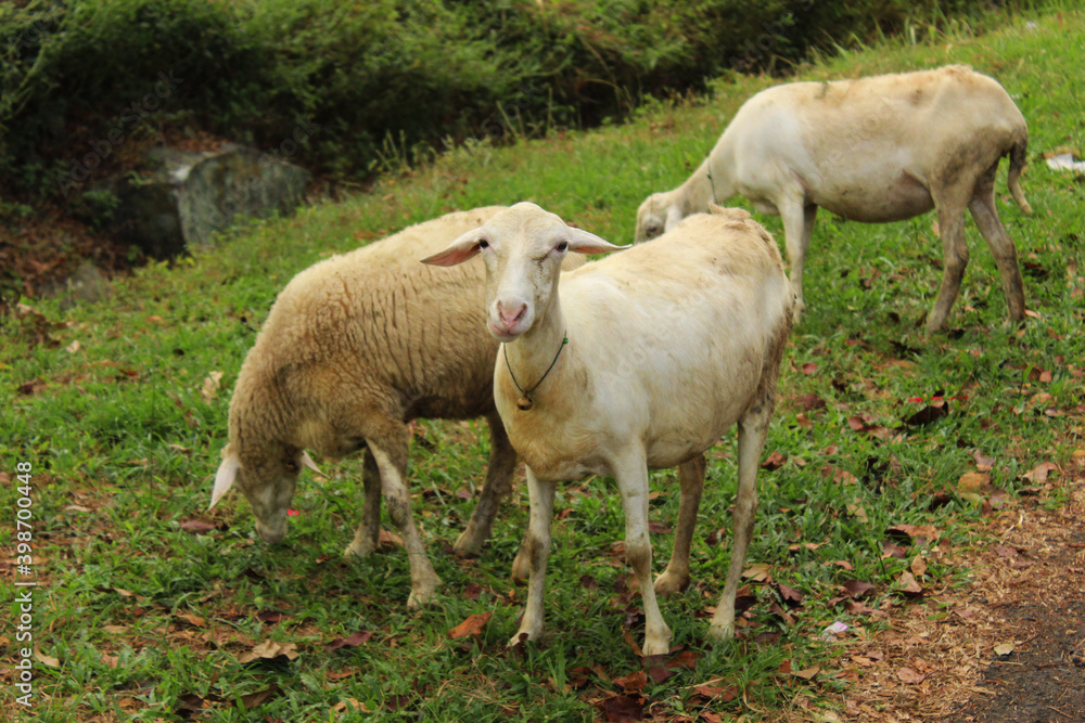 sheep flock beautiful cute animal object with meadow background sheep flock beautiful cute animal object with meadow background