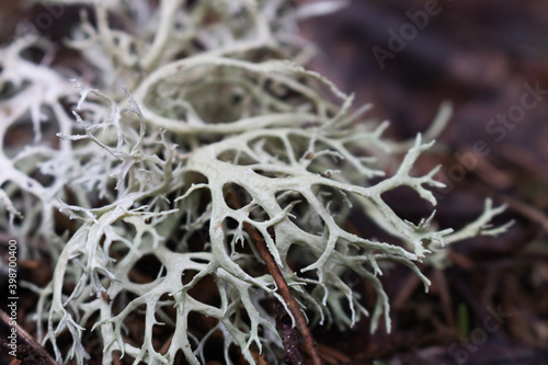 Evernia prunastri, also known as oakmoss, is a species of lichen