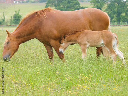 Rare Breed Suffolk Punch Foal