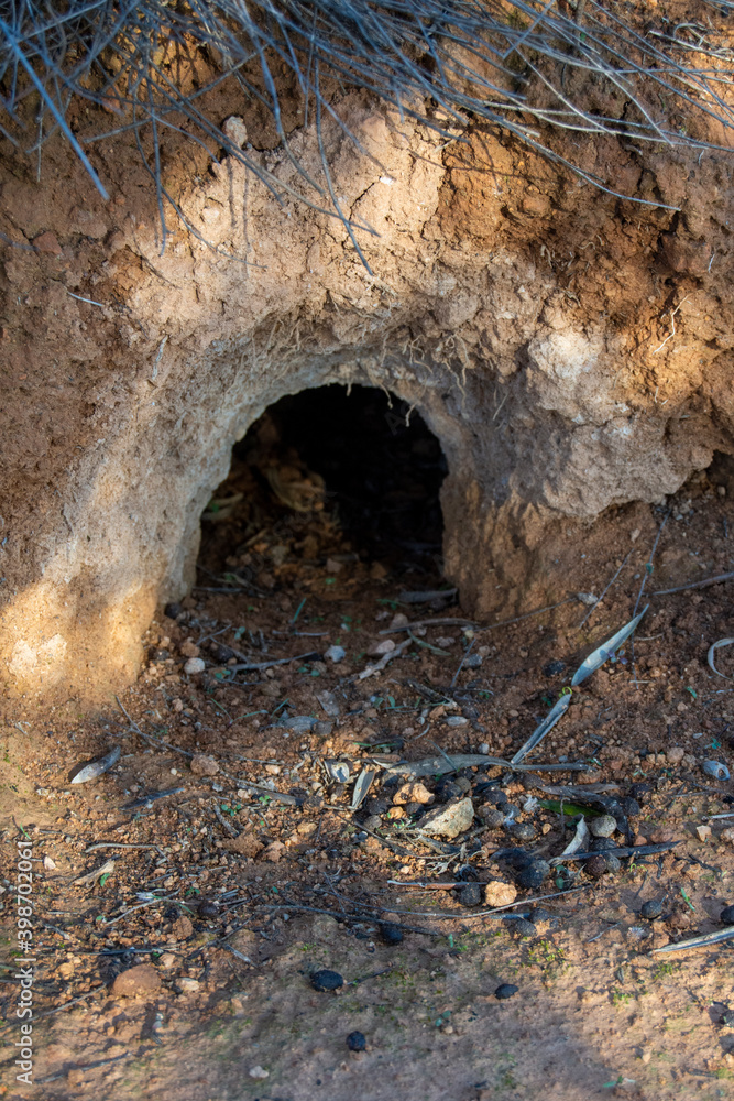 Fototapeta premium Madriguera de conejos y liebres