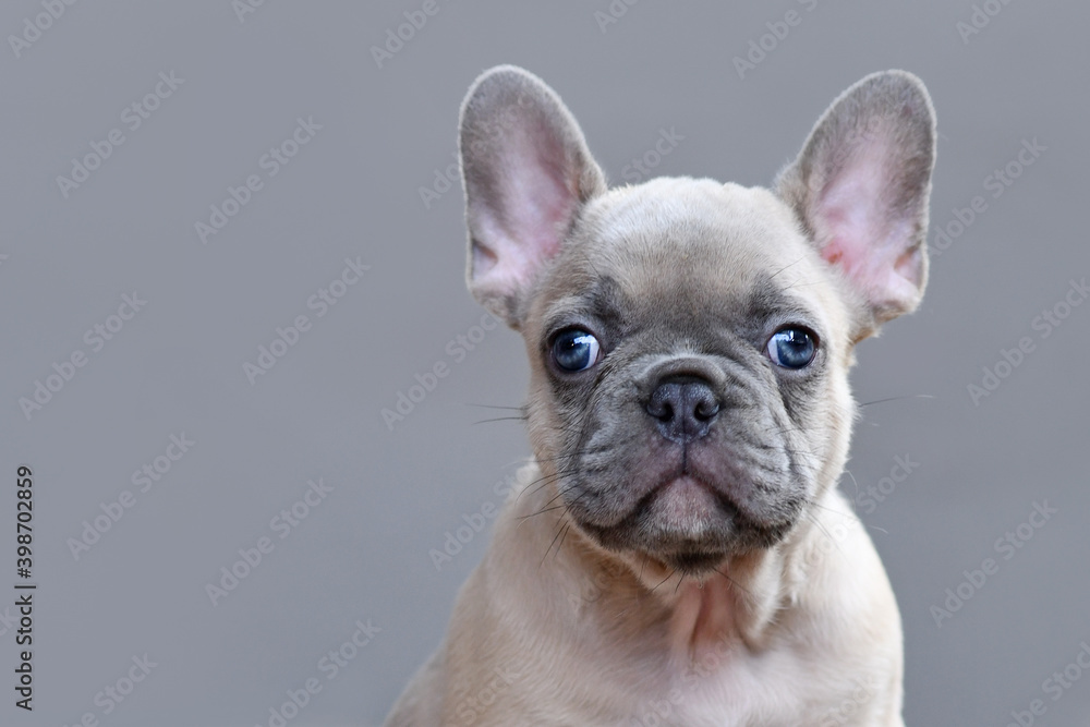 Portrait of young lilay fawn colored French Bulldog puppy with large blue eyes on gray background