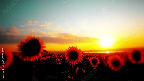 flowering sunflowers, against the sunset