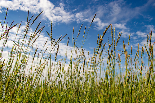 Green grass field and texture, with blue sky and clouds in background. Close up view of halm. Space for copy