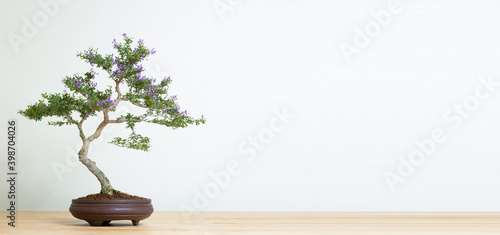 bonsai tree in pot on wood table copy space texture backgrond advertising photo