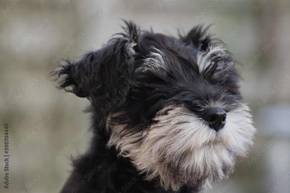 Face from a Schnauzer puppy looking to the left, close up photo made outside in Weert the Netherlands on 10-12-2020