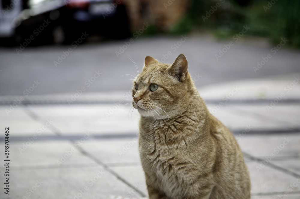 Obraz premium Stray cat in the city