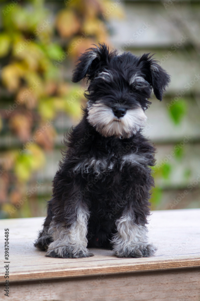Schnauzer puppy looking to the camera, photo made outside in Weert the Netherlands on 10-12-2020