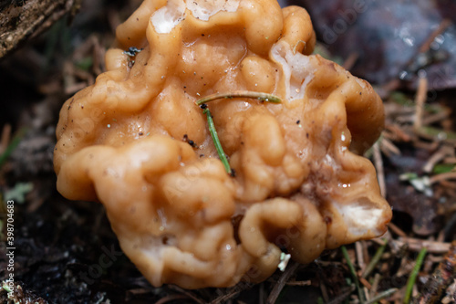 Gyromitra gigas, commonly known as the snow morel, snow false morel, calf brain, or bull nose, is a fungus and a member of the Ascomycota. G. gigas is found in Europe.