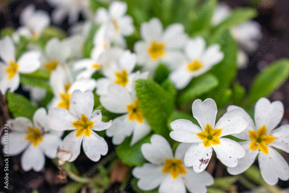 Primula is a genus of mainly herbaceous flowering plants in the family Primulaceae. Primula is a genus of mainly herbaceous flowering plants in the family Primulaceae.