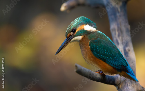 The bird sits on a branch above the river and peers into the water in anticipation of prey