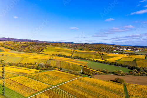 Aerial view  golden vineyards in autumn from above  Rheingau  region  Oestrich-Winkel  Hallgarten  Hesse  Germany