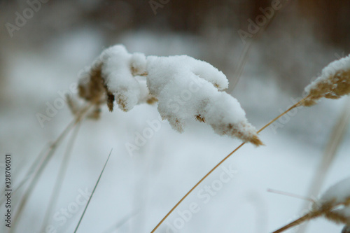 Spikelet of wheat under the snow yoke