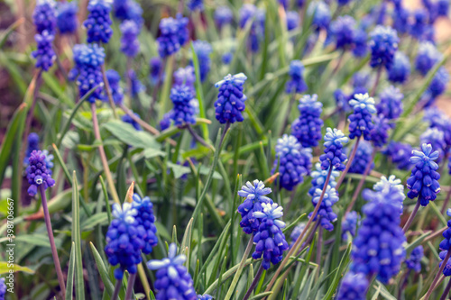 Muscari is one of a number of species and genera known as grape hyacinth  in this case Armenian grape hyacinth or garden grape-hyacinth.