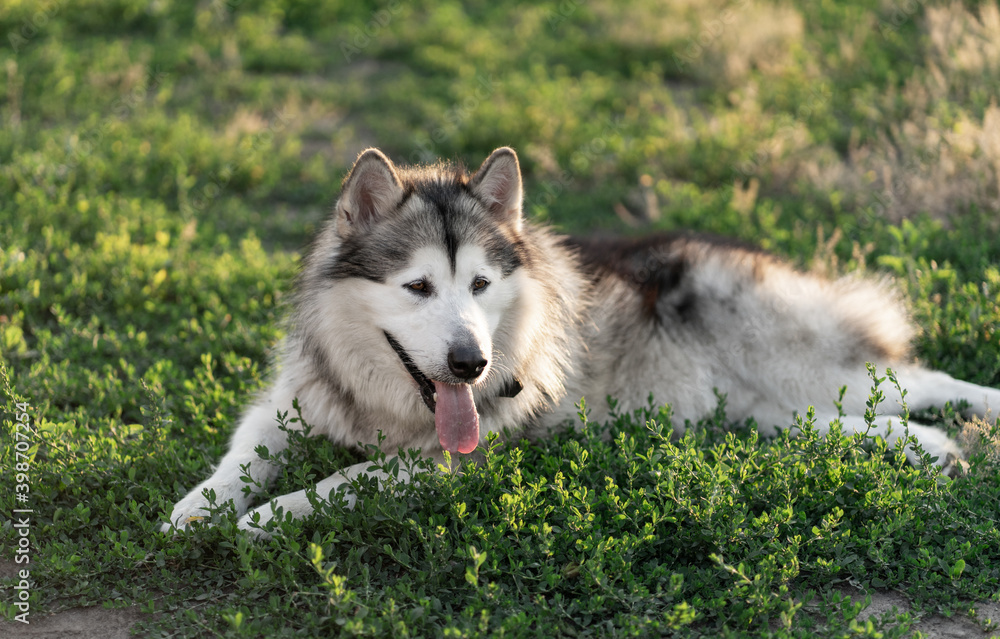 Lovely dog resting on green grass in hot summer sunlight