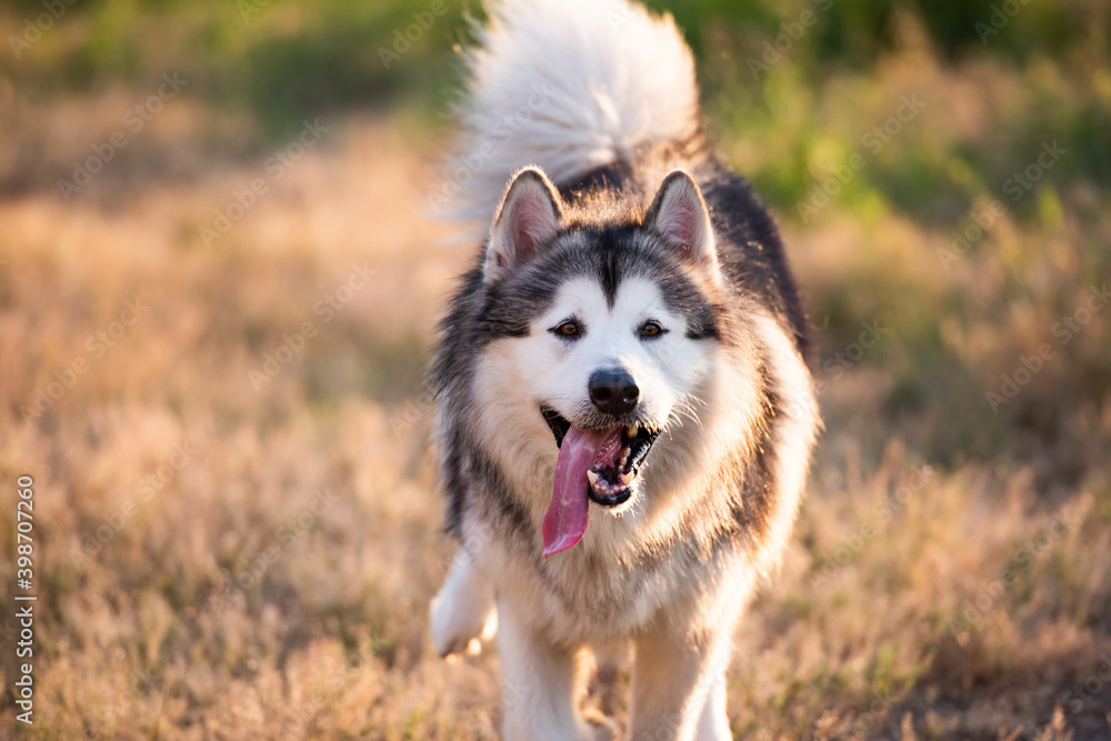 Alaskan malamute running on a field Alaskan malamute running on a field
