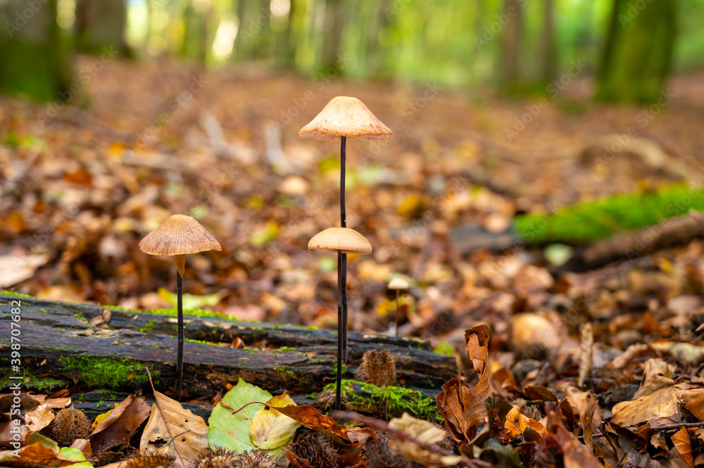 Mushrooms sprouting from dead tree trunk in european deciduous forest Mushrooms sprouting from dead tree trunk in european deciduous forest