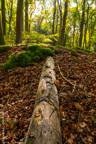 Dead tree laying in a european deciduous forest among dead leaves photo