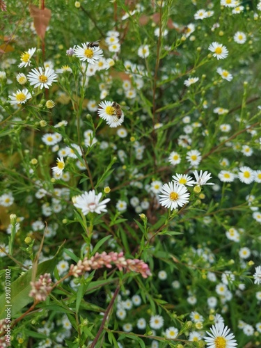 daisies in the field