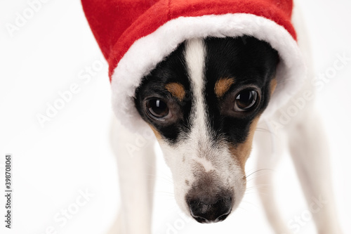 Portrait of a beautiful dog in a Christmas hat. Christmas holidays concept. New Year. © raland