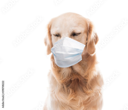 Golden retriever dog in protective mask with closed eyes isolated on white background © Ievgen Skrypko
