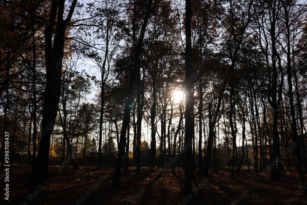 Fototapeta premium sunrise in the forest