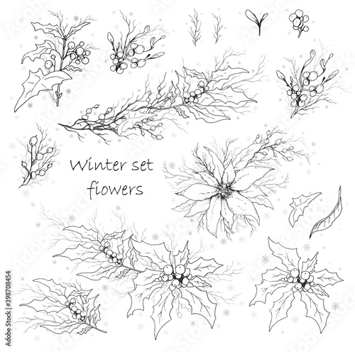 A set of winter flowers (poinsettia, white mistletoe, Holly) isolated on a white background. realistic hand drawn monochrome bouquets. for seasonal cards, posters, advertising. Vintage style