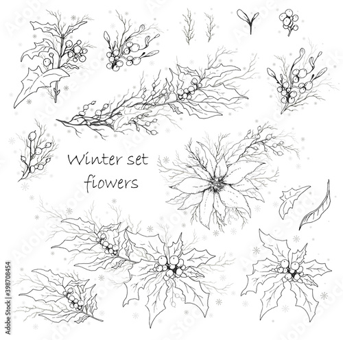A set of winter flowers (poinsettia, white mistletoe, Holly) isolated on a white background. realistic hand drawn monochrome bouquets. for  seasonal cards, posters, advertising. Vintage style