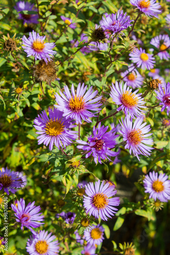 Die neubelgische Aster wird auch Neubelgien-Herbstaster oder Glattblatt-Aster genannt.