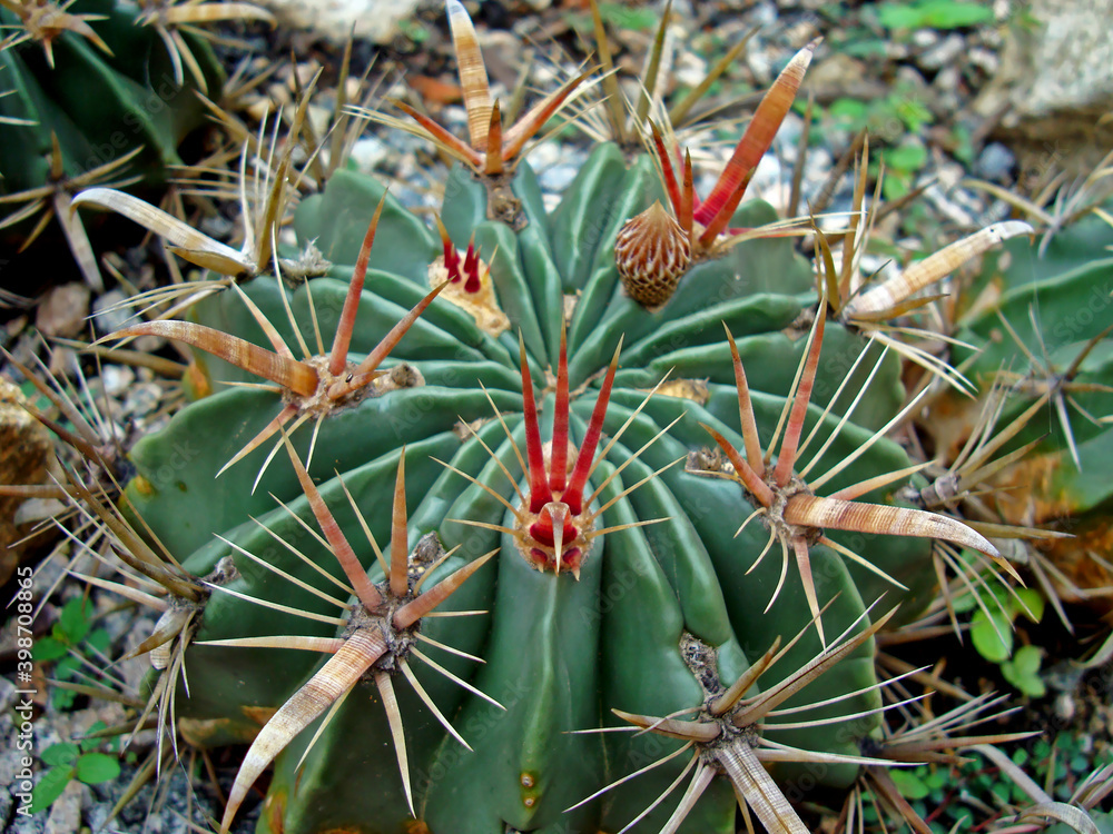 Fototapeta premium Cactus on garden, Rio de Janeiro, Brazil