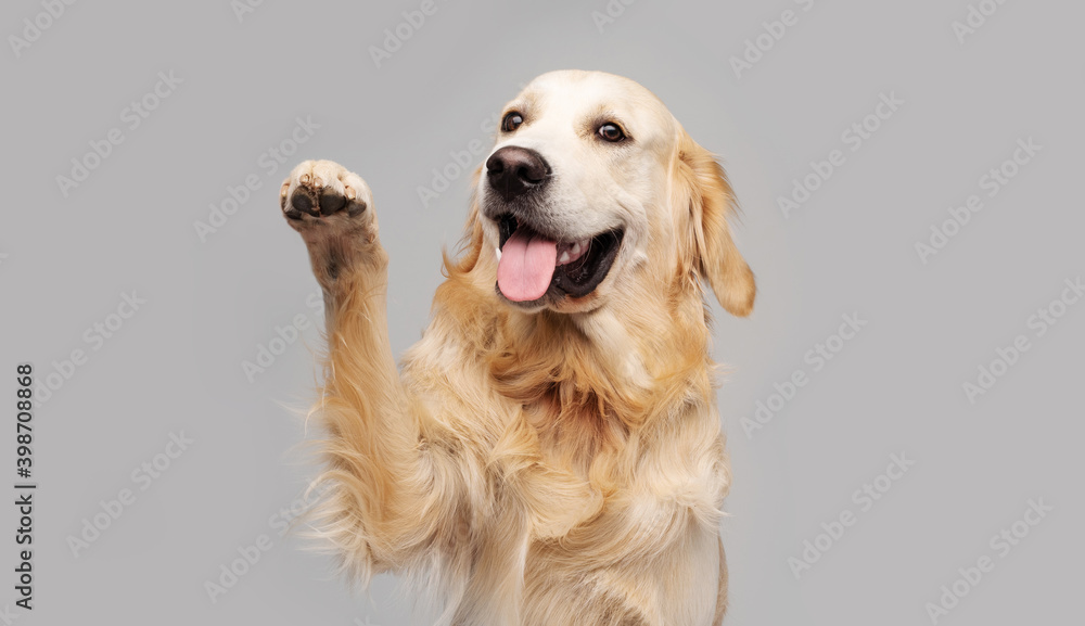 Golden retriever dog doing give paw trick on gray background - obrazy, fototapety, plakaty 