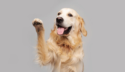 Golden retriever dog doing give paw trick on gray background