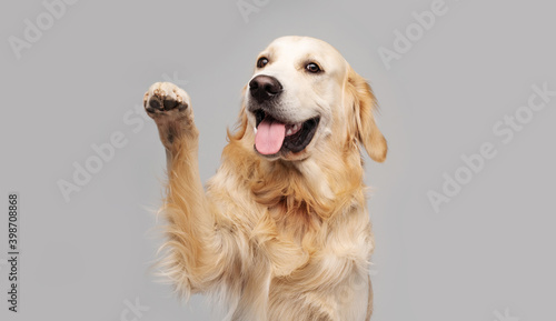 Golden retriever dog doing give paw trick on gray background photo