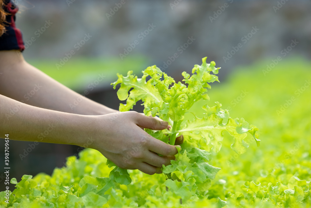 Asian woman harvest fresh vegetable salad in hydroponic plant farm Thailand