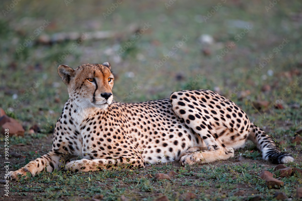 Cheetah (Acinonyx jubatus) in the late afternoon in Mashatu Game Reserve in the Tuli Block in Botswana Cheetah (Acinonyx jubatus) in the late afternoon in Mashatu Game Reserve in the Tuli Block in Botswana