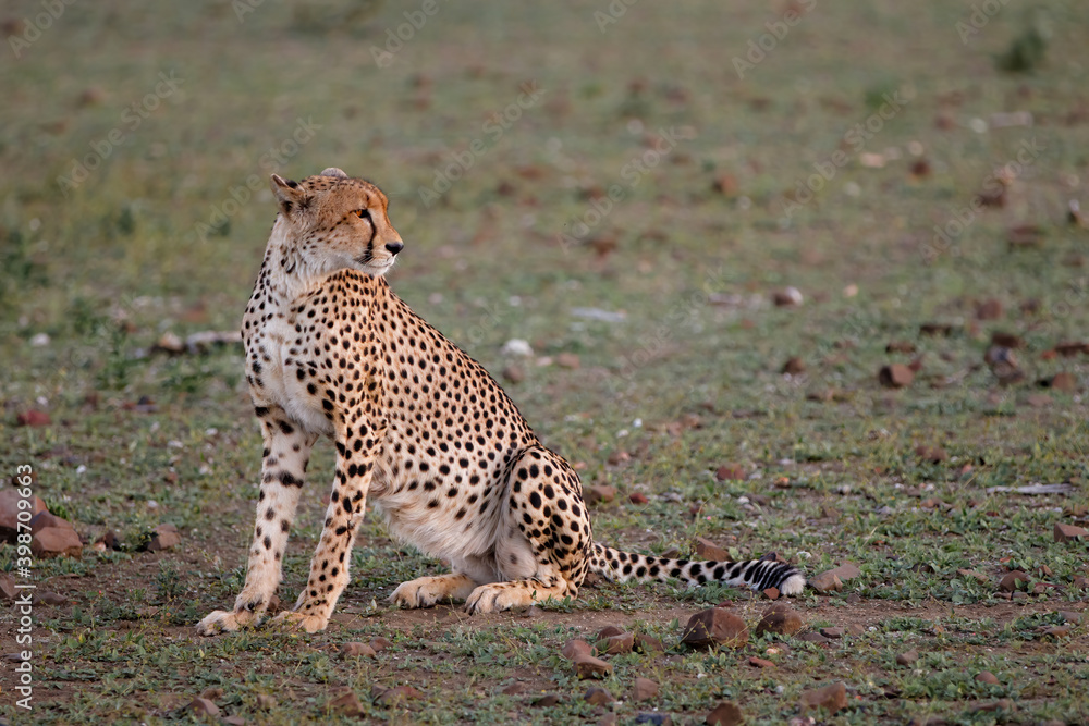 Cheetah (Acinonyx jubatus) in the late afternoon in Mashatu Game Reserve in the Tuli Block in Botswana Cheetah (Acinonyx jubatus) in the late afternoon in Mashatu Game Reserve in the Tuli Block in Botswana