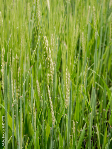 Ear of wheat growing in farmers field, Pickmere, Cheshire, UK