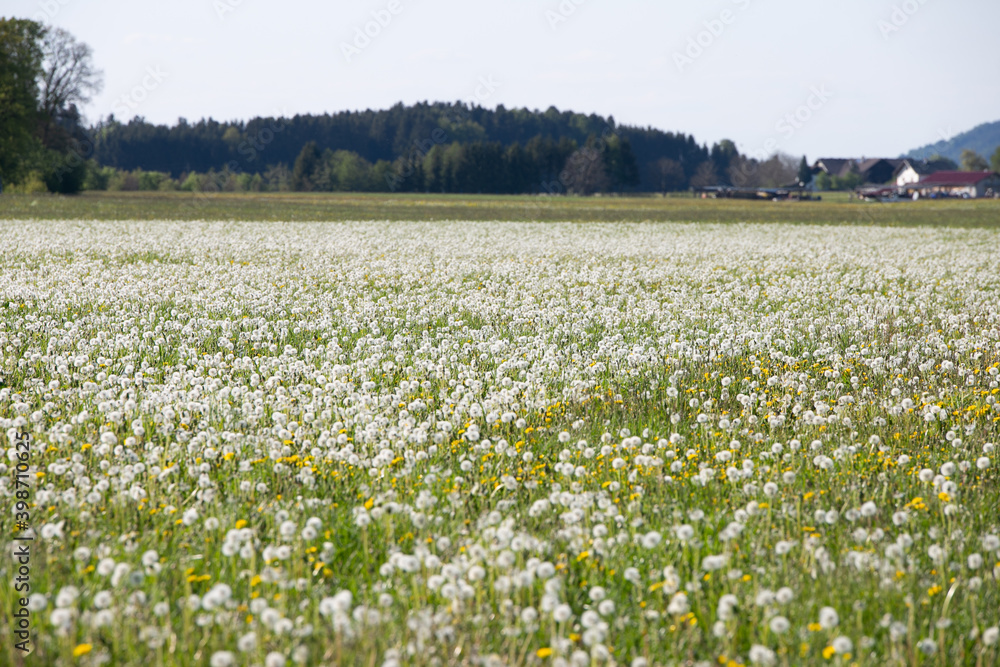 Fototapeta premium Wiese voller Pusteblumen