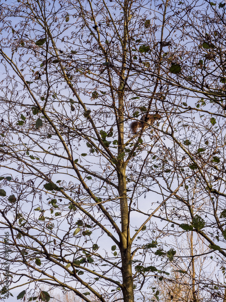 Grey squirrel high up in trees at Pennington Flash, leigh, warrington, UK Grey squirrel high up in trees at Pennington Flash, leigh, warrington, UK