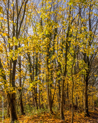 Autumn trees over water at Pennington Flash  Leigh  Warrington  UK