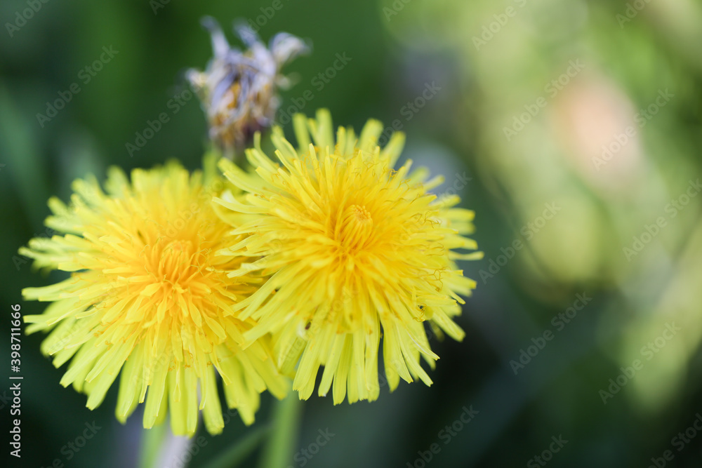 Löwenzahnblüten in der Wiese Löwenzahnblüten in der Wiese