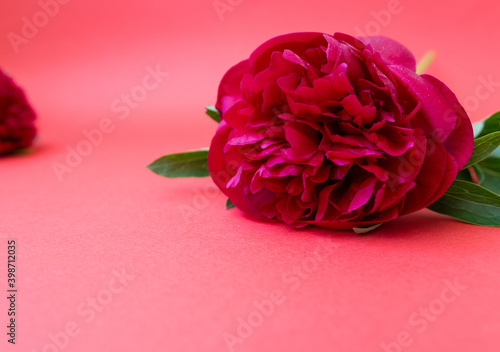 Red pink peonies flowers lies on a red pink table background photo