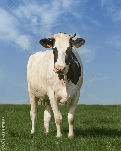 Cow in the field © erwin