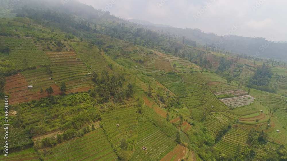 agricultural land in mountains fields with crops, trees. Aerial view farmlands on mountainside Java, Indonesia. tropical landscape