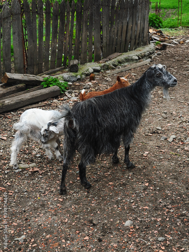 Fototapeta premium Mother goat with her two goatlings playing in a rural yard. Romanian countryside landscape. 